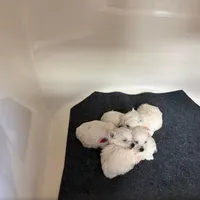 AKC Luna male org, a male West Highland White Terrier for sale in Mckinney, TX – Photo 6 of 8