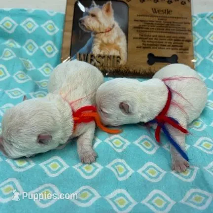 AKC Luna male org, a male West Highland White Terrier for sale in Mckinney, TX – Photo 5 of 8