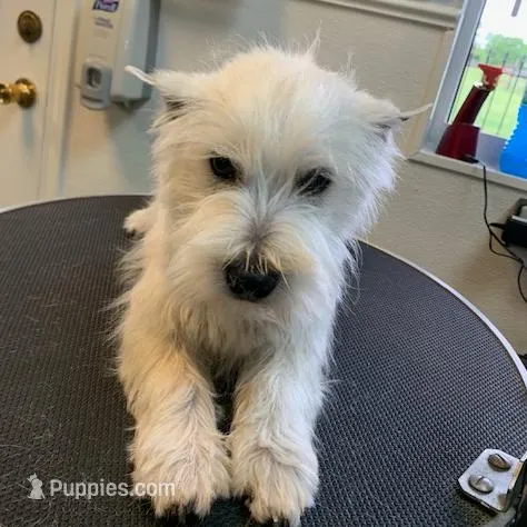 AKC Luna male org, a male West Highland White Terrier for sale in Mckinney, TX – Photo 8 of 8