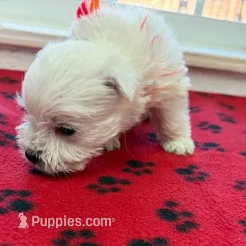 AKC Luna male org, a male West Highland White Terrier for sale in Mckinney, TX – Photo 4 of 8