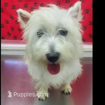AKC Luna male org, a male West Highland White Terrier for sale in Mckinney, TX – Photo 7 of 8