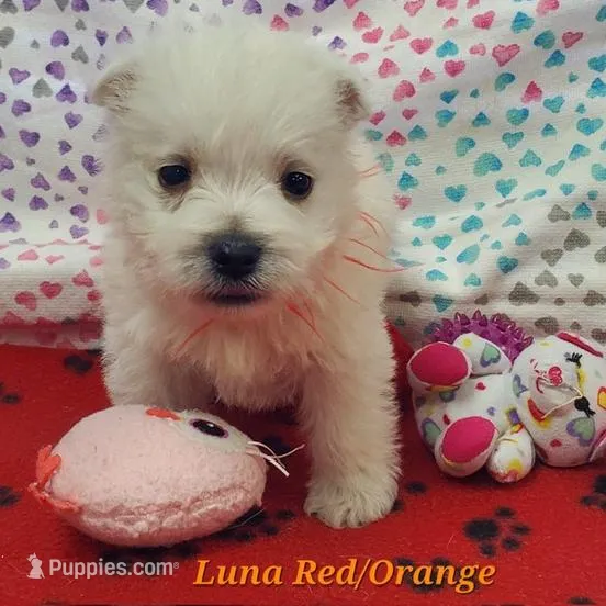 AKC Luna male org, a male West Highland White Terrier for sale in Mckinney, TX – Photo 3 of 8