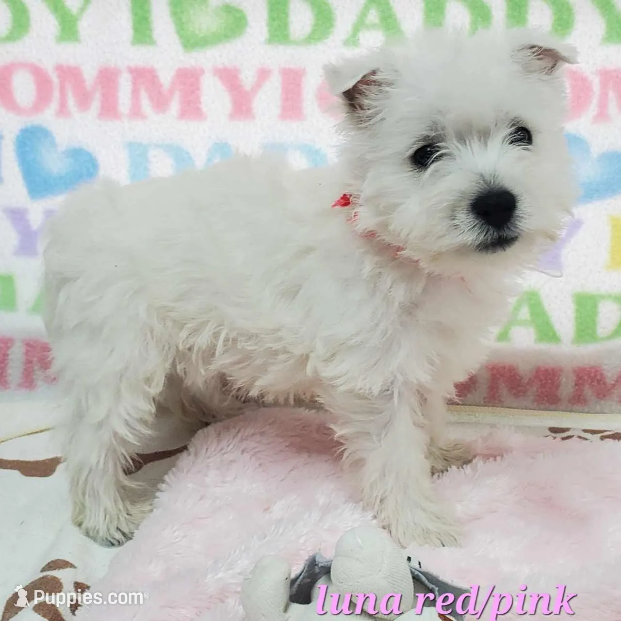 AKC Luna pink female
