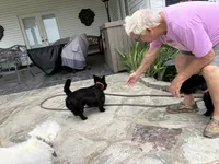 AKC Max A Million, a male Scottish Terrier for sale in Mckinney, TX – 5 of 5