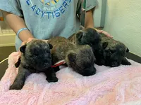 AKC Taylor female Sandy, a female Cairn Terrier for sale in Mckinney, TX – 5 of 10