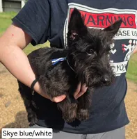 AKC Skye male white collar, a male Scottish Terrier for sale in Mckinney, TX – 1 of 3