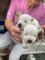 AKC Spring orange male, a male West Highland White Terrier for sale in Mckinney, TX – 5 of 6