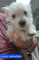 AKC Smarty male blue collar, a male West Highland White Terrier for sale in Mckinney, TX – 2 of 9
