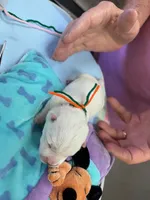 AKC Smarty male org, a male West Highland White Terrier for sale in Mckinney, TX – 2 of 6
