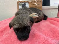 AKC Taylor female Sandy, a female Cairn Terrier for sale in Mckinney, TX – 4 of 10