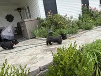 AKC Max A Million, a male Scottish Terrier for sale in Mckinney, TX – 4 of 5