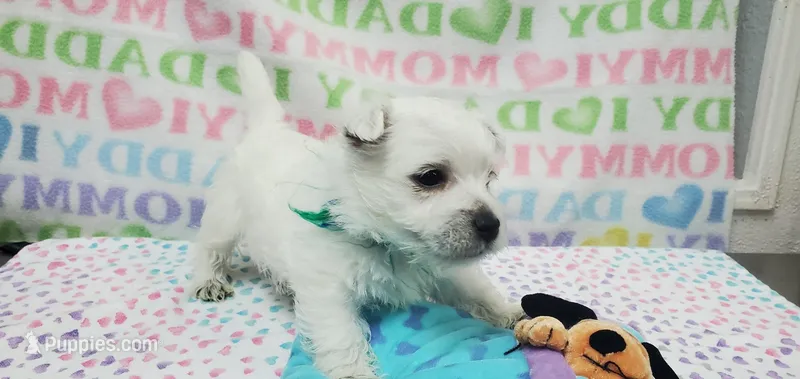 AKC Smarty male blue collar – West Highland White Terrier puppy for sale in Mckinney, TX