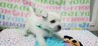 AKC Smarty male blue collar, a male West Highland White Terrier for sale in Mckinney, TX – 1 of 7