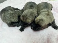AKC Taylor female Sandy, a female Cairn Terrier for sale in Mckinney, TX – 8 of 10