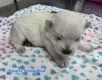 AKC Smarty male blue collar, a male West Highland White Terrier for sale in Mckinney, TX – 3 of 7