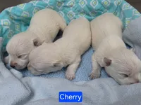 AKC Cherri blue male, a male West Highland White Terrier for sale in Mckinney, TX – 3 of 3