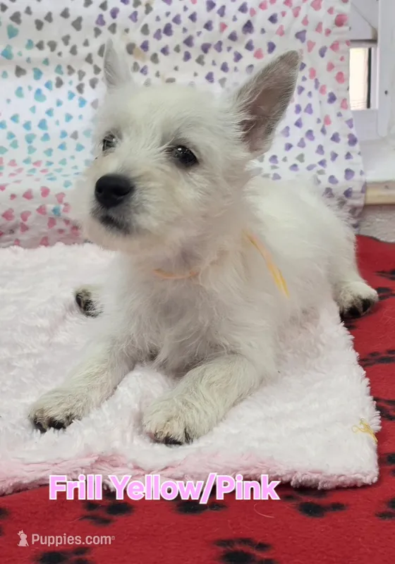 AKC Frill female – West Highland White Terrier puppy for sale in Mckinney, TX