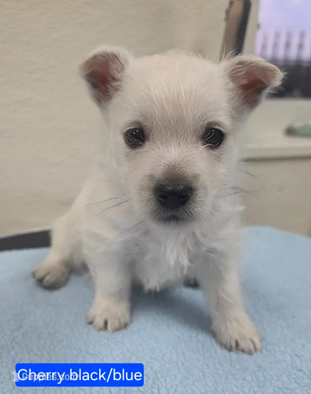 AKC Cherri blue male – West Highland White Terrier puppy for sale in Mckinney, TX