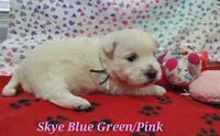 AKC Skye female, a female West Highland White Terrier for sale in Mckinney, TX – Photo 3 of 5