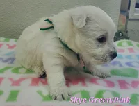 AKC Skye female, a female West Highland White Terrier for sale in Mckinney, TX – Photo 2 of 5