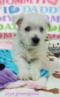 AKC Skye female, a female West Highland White Terrier for sale in Mckinney, TX – Photo 1 of 5