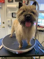AKC Taylor female Sandy, a female Cairn Terrier for sale in Mckinney, TX – 10 of 10