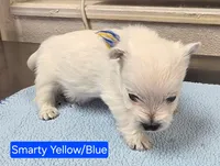 AKC Smarty male blue collar, a male West Highland White Terrier for sale in Mckinney, TX – 2 of 7