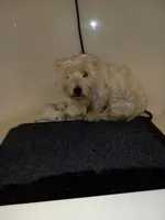 AKC Smarty male blue collar, a male West Highland White Terrier for sale in Mckinney, TX – 7 of 7