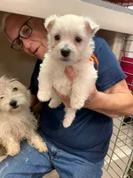 AKC Smarty male black collar, a male West Highland White Terrier for sale in Mckinney, TX – 1 of 5
