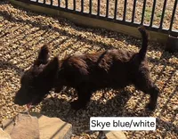 AKC Skye male white collar, a male Scottish Terrier for sale in Mckinney, TX – 4 of 4