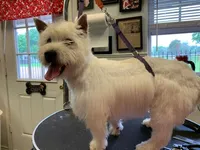 AKC Frill male Orange, a male West Highland White Terrier for sale in Mckinney, TX – Photo 4 of 5