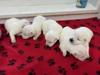 AKC Frill male Orange, a male West Highland White Terrier for sale in Mckinney, TX – Photo 3 of 5