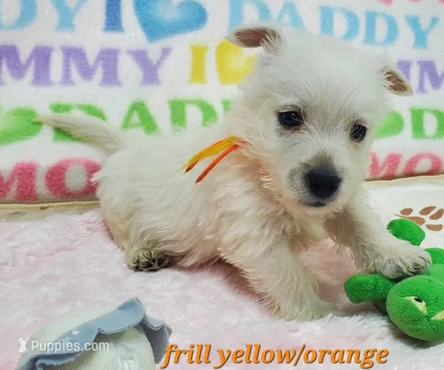 AKC Frill male Orange – West Highland White Terrier puppy for sale in Mckinney, TX