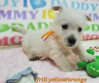 AKC Frill male Orange, a male West Highland White Terrier for sale in Mckinney, TX – Photo 1 of 5