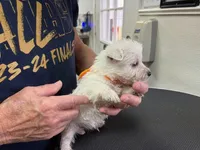 AKC Frill male Orange, a male West Highland White Terrier for sale in Mckinney, TX – Photo 2 of 5