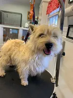 AKC Smarty Male black collar, a male West Highland White Terrier for sale in Mckinney, TX – 7 of 7