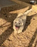 AKC Taylor female Sandy, a female Cairn Terrier for sale in Mckinney, TX – 1 of 10