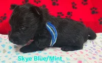 AKC Skye male white collar, a male Scottish Terrier for sale in Mckinney, TX – 3 of 3