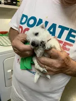 AKC Spring orange male, a male West Highland White Terrier for sale in Mckinney, TX – 4 of 6