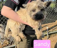 AKC Taylor female Sandy, a female Cairn Terrier for sale in Mckinney, TX – 3 of 10