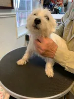 AKC Smarty Male black collar, a male West Highland White Terrier for sale in Mckinney, TX – 6 of 7