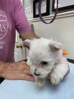 AKC Spring orange male, a male West Highland White Terrier for sale in Mckinney, TX – 2 of 6