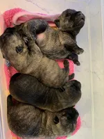 AKC Taylor female Sandy, a female Cairn Terrier for sale in Mckinney, TX – 6 of 10