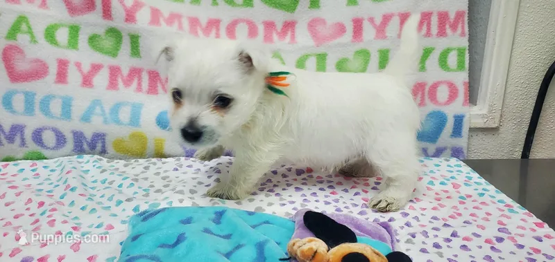 AKC Smarty male org – West Highland White Terrier puppy for sale in Mckinney, TX