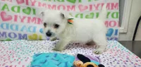 AKC Smarty male org, a male West Highland White Terrier for sale in Mckinney, TX – 1 of 6