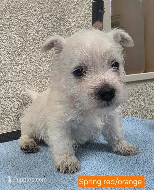 AKC Spring orange male – West Highland White Terrier puppy for sale in Mckinney, TX