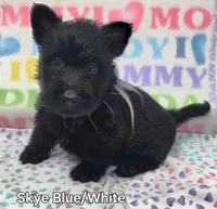 AKC Skye male white collar, a male Scottish Terrier for sale in Mckinney, TX – 2 of 3