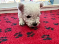 AKC Luna blue male, a male West Highland White Terrier for sale in Mckinney, TX – 2 of 4
