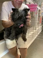 AKC Taylor female Sandy, a female Cairn Terrier for sale in Mckinney, TX – 9 of 10