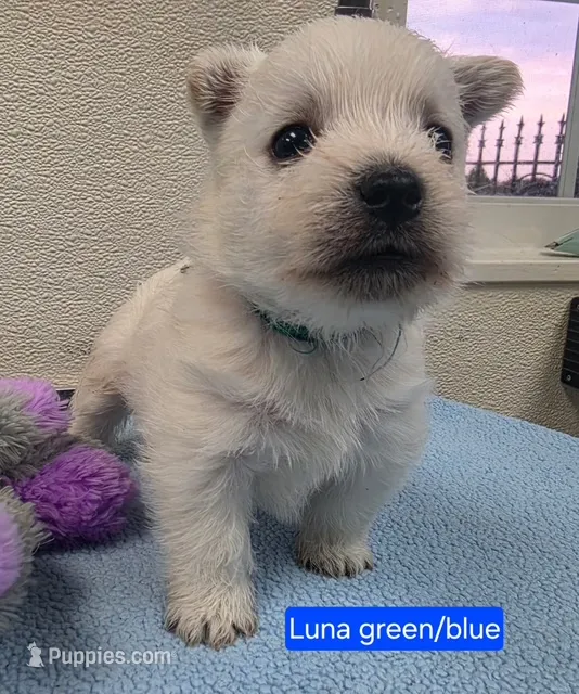 AKC Luna blue male – West Highland White Terrier puppy for sale in Mckinney, TX